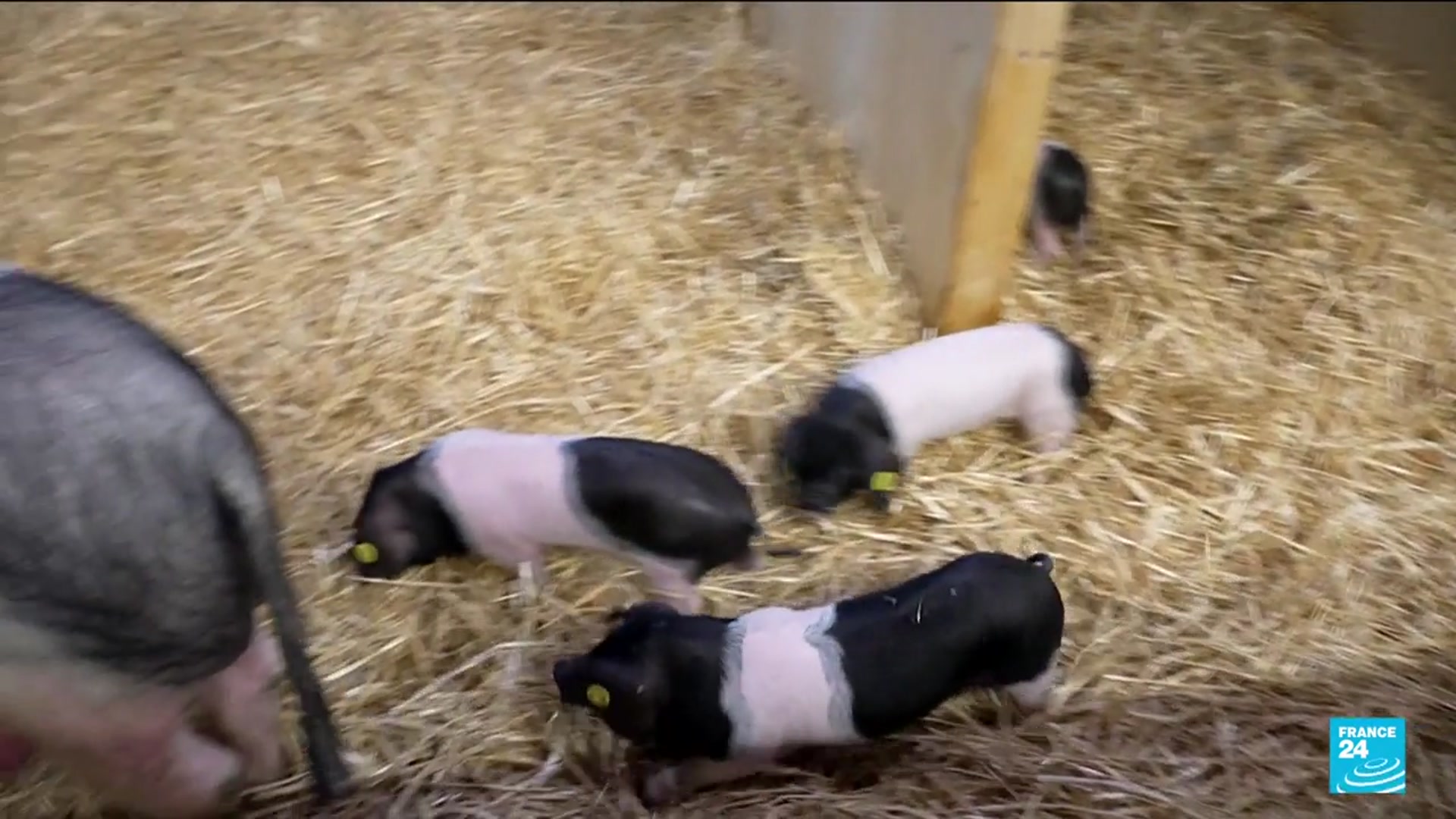 Video thumbnail for Paris Agriculture Fair opens without cows for first time due to disease fears