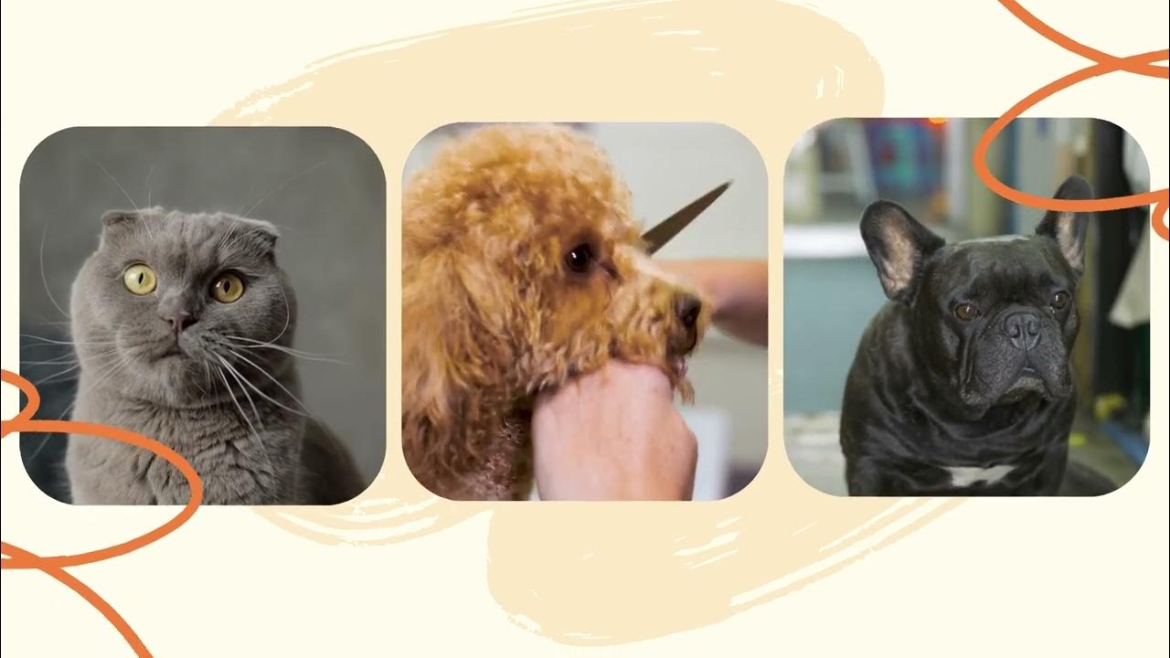 Video thumbnail for Discover Joyful Paws: Unleash the World of Pet Happiness!