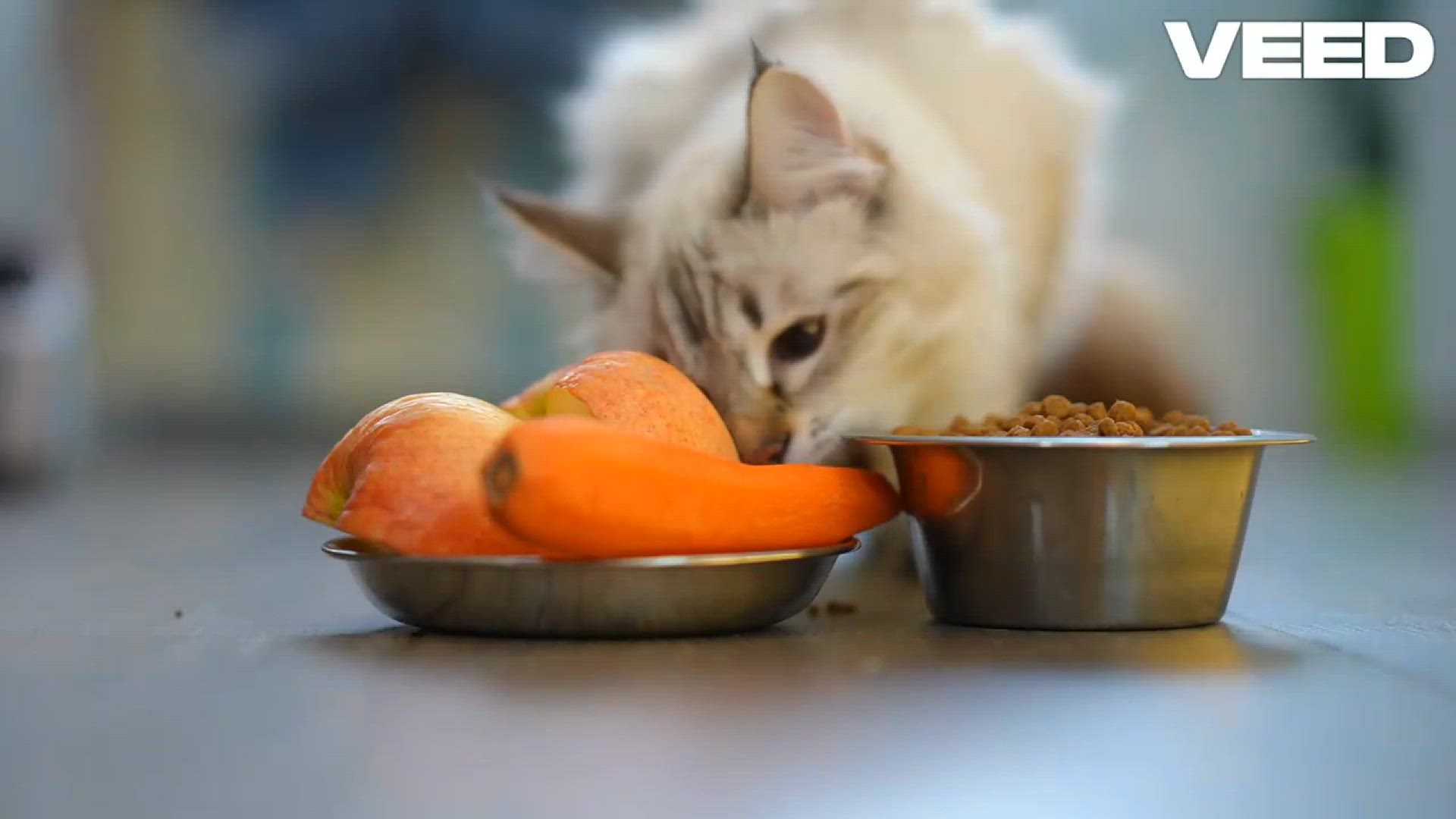 Video thumbnail for Transform Your fresh dog food Dog's Diet Today