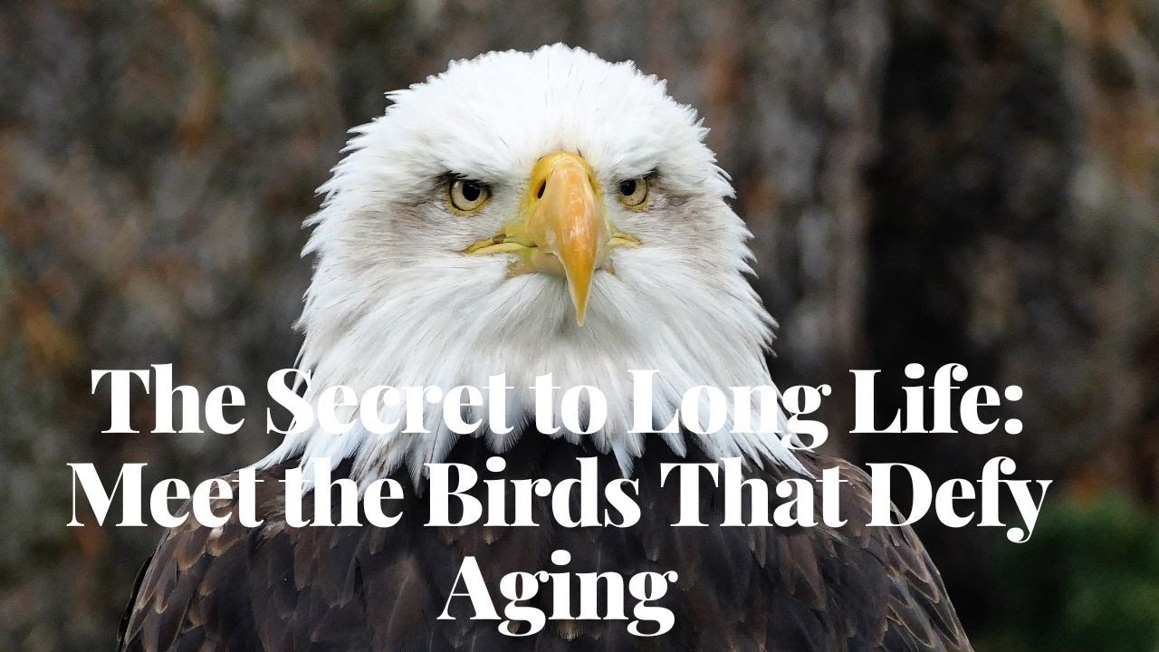 'Video thumbnail for The Secret to Long Life: Meet the Birds That Defy Aging'