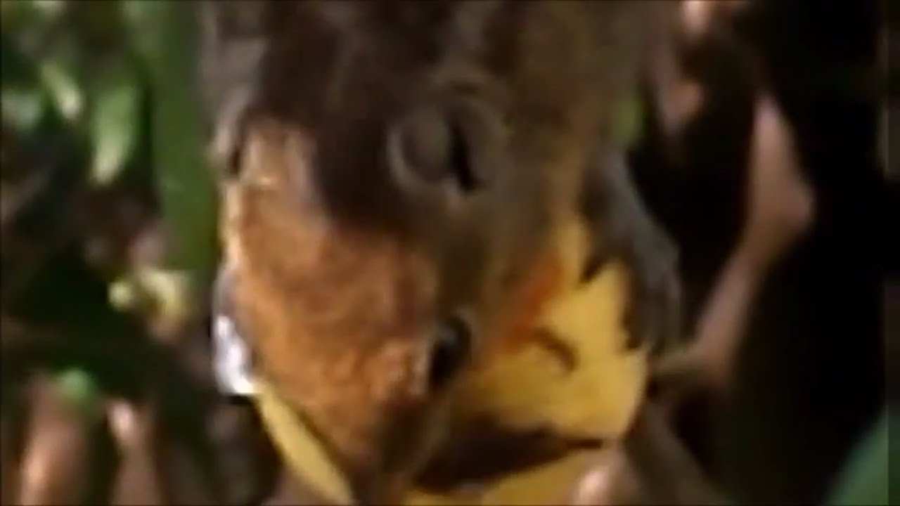 'Video thumbnail for Squirrel eating fruit/Squirrel eating guava fruit on tree'