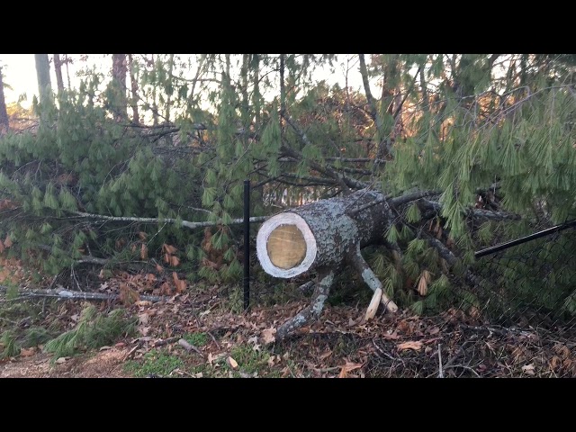 Video thumbnail for #Awalkwythnature : How my Scepter found me