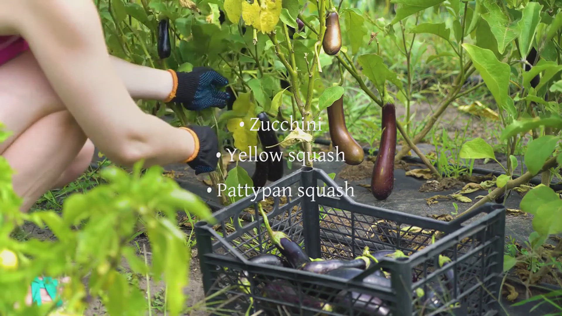 'Video thumbnail for Tips for Growing Summer Squash in Your Garden'