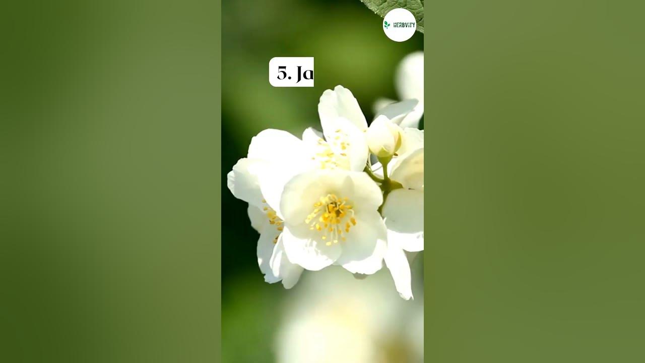 Video thumbnail for Best Companion Plants For Lavender π #farming #herbgarden #shorts