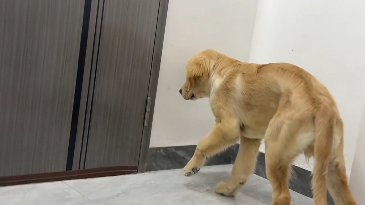 Video thumbnail for Golden Retriever Puppy Gently Catches Mosquito in Guangdong