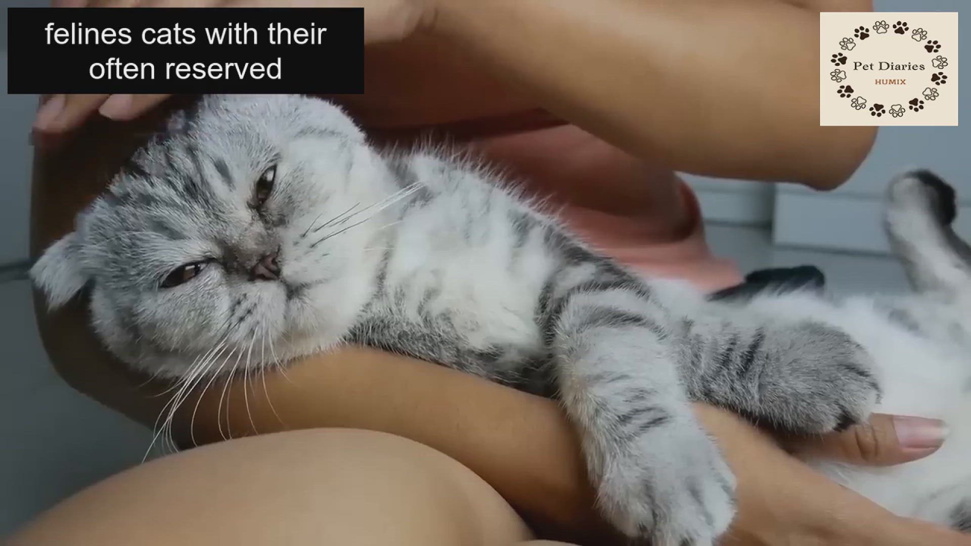 'Video thumbnail for Learn How to Care for Your Cat's Emotions'