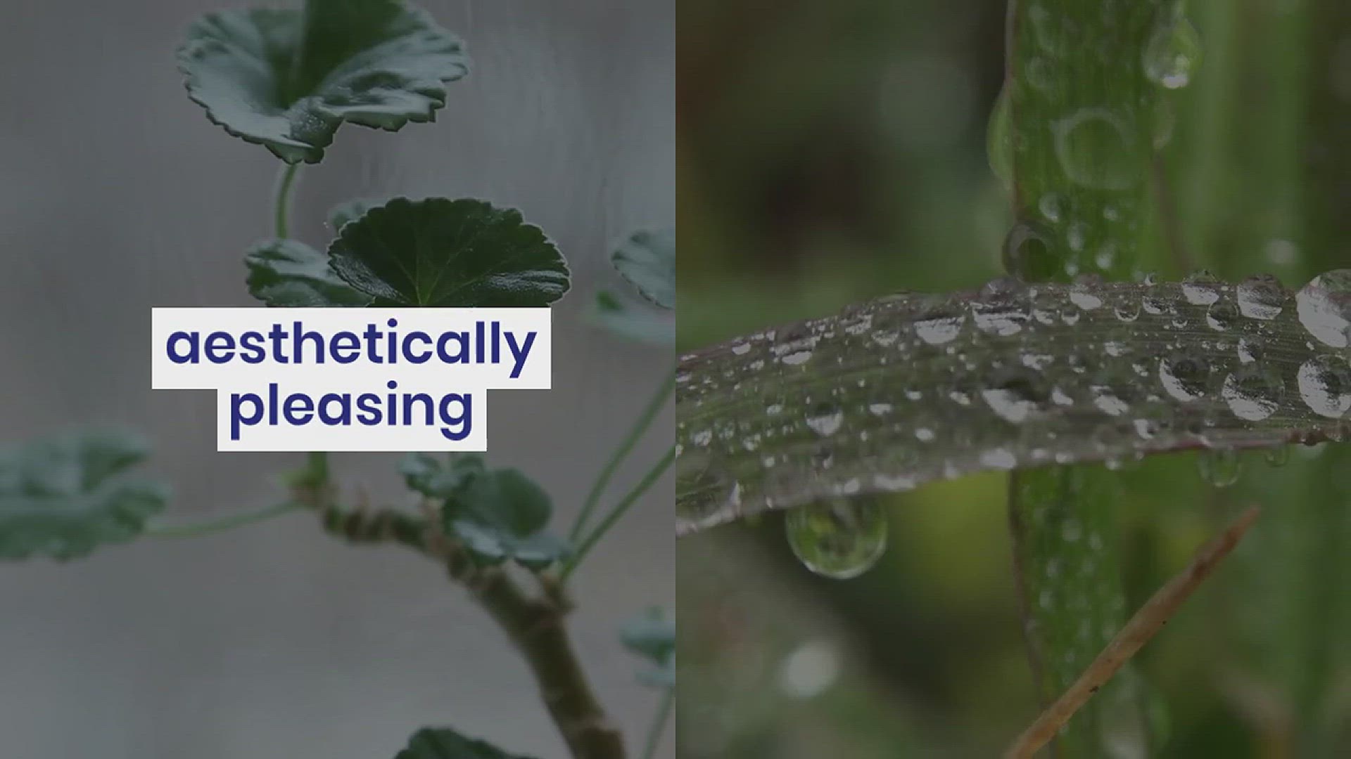 'Video thumbnail for Devils Ivy Gardening Ideas'