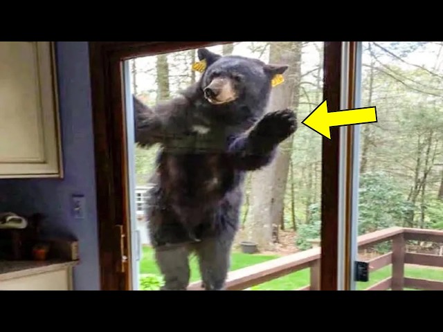 Video thumbnail for Bear Waves To Family Every Morning – One Day Dad Makes A Shocking Discovery