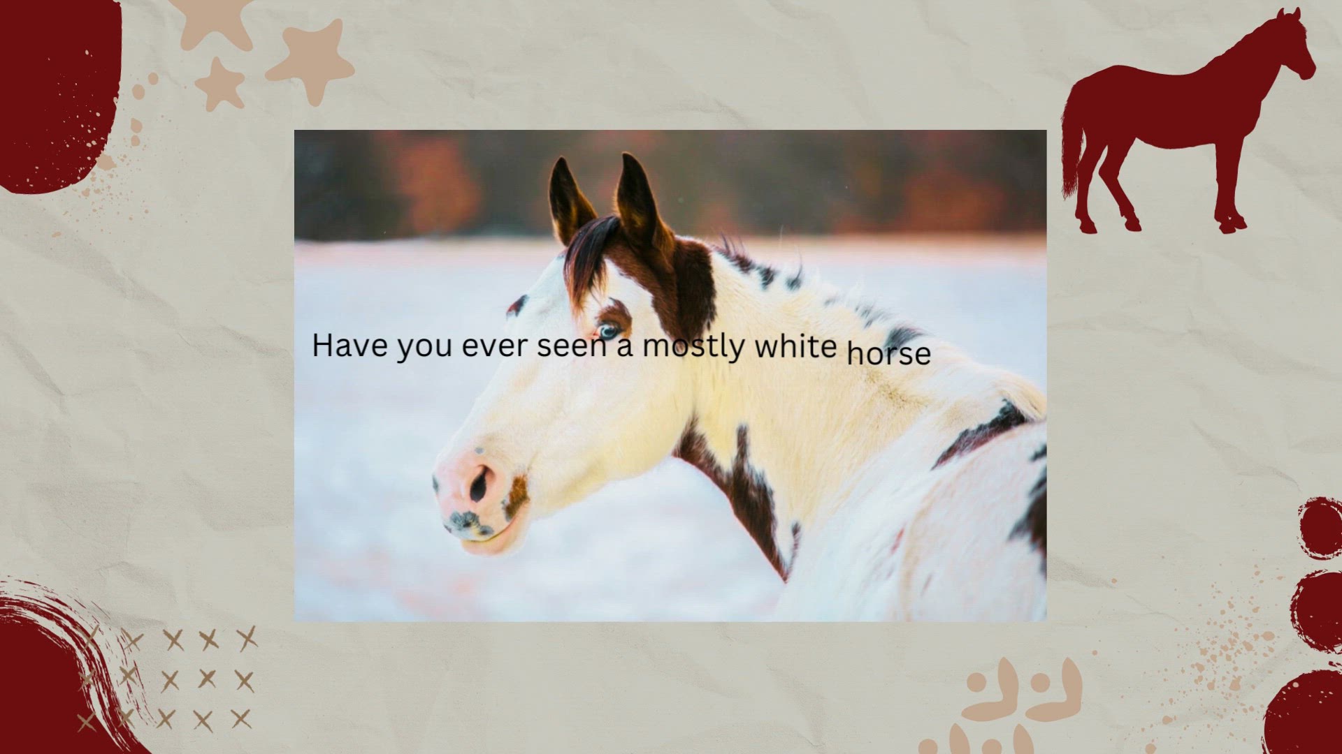 Video thumbnail for The Rare Medicine Hat Paint Horse