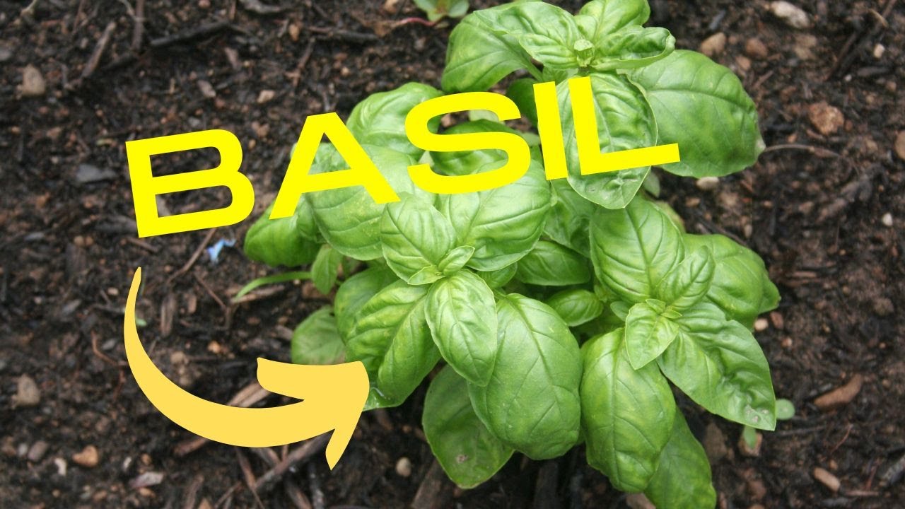 Video thumbnail for Grow the Perfect Basil with these Companion Plants