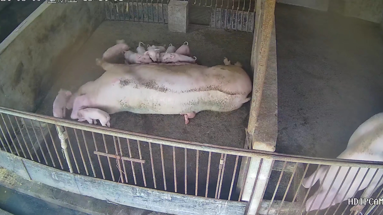 Video thumbnail for Piglet Rescued After Mother Pig Accidentally Lies on It in Liaoning
