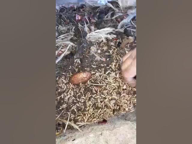 Video thumbnail for 21 October 2022