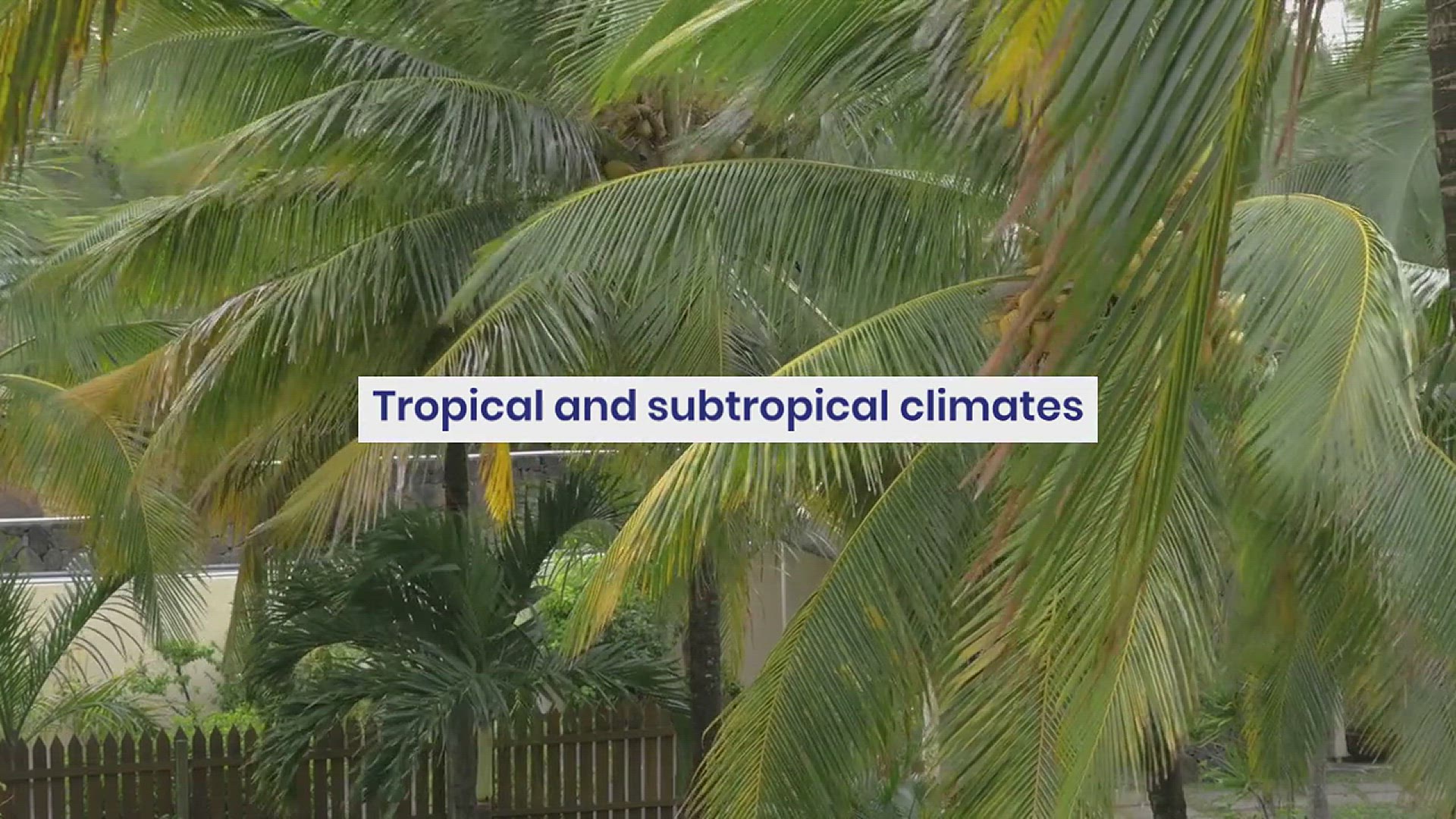 'Video thumbnail for How to Grow Coconut in Your Garden'