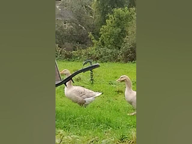 Video thumbnail for 4 January 2025