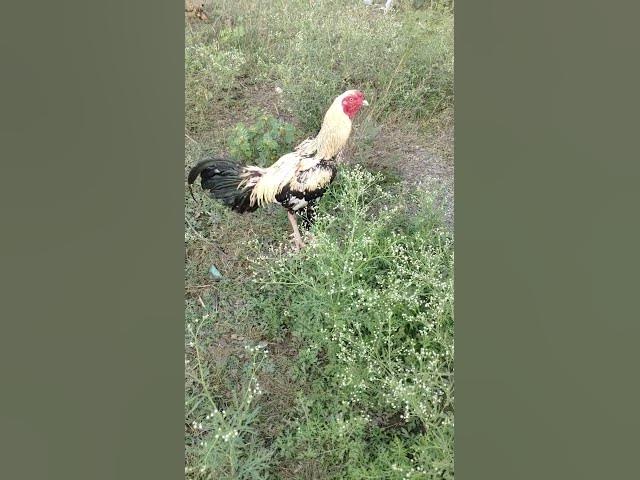 Video thumbnail for 💓💓💓my nemali full temper my home bread my best Hero❤️❤️❤️