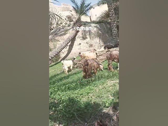 Video thumbnail for #oman#prabashi#world