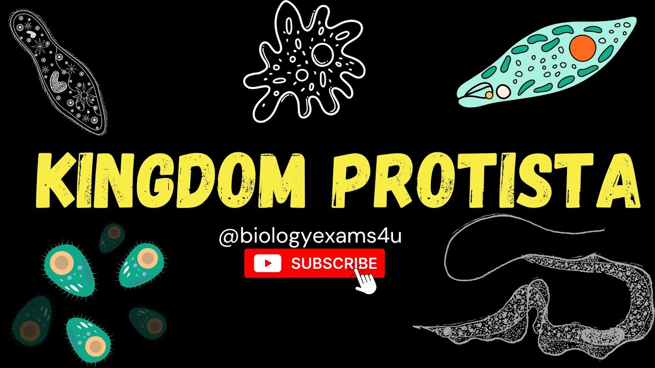 Video thumbnail for Kingdom Protista: An Introduction| Chrysophytes, Dinoflagellates, Euglenoids and Protozoans