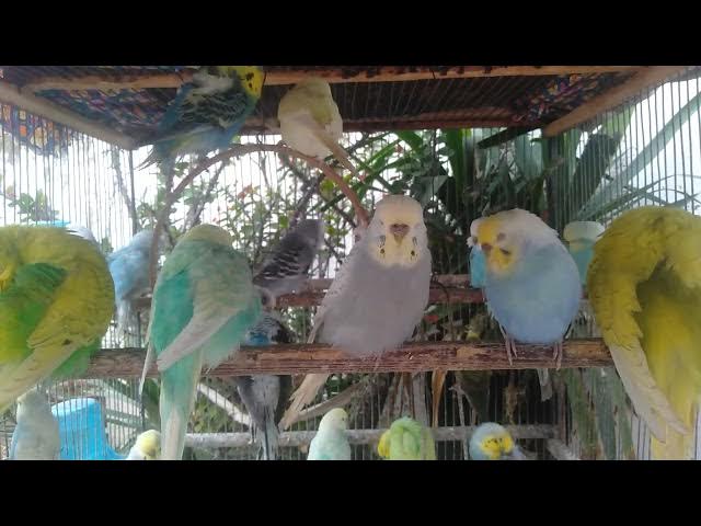 Video thumbnail for O som do vento e das penas – 2 minutos para dormir melhor 😴🌬️