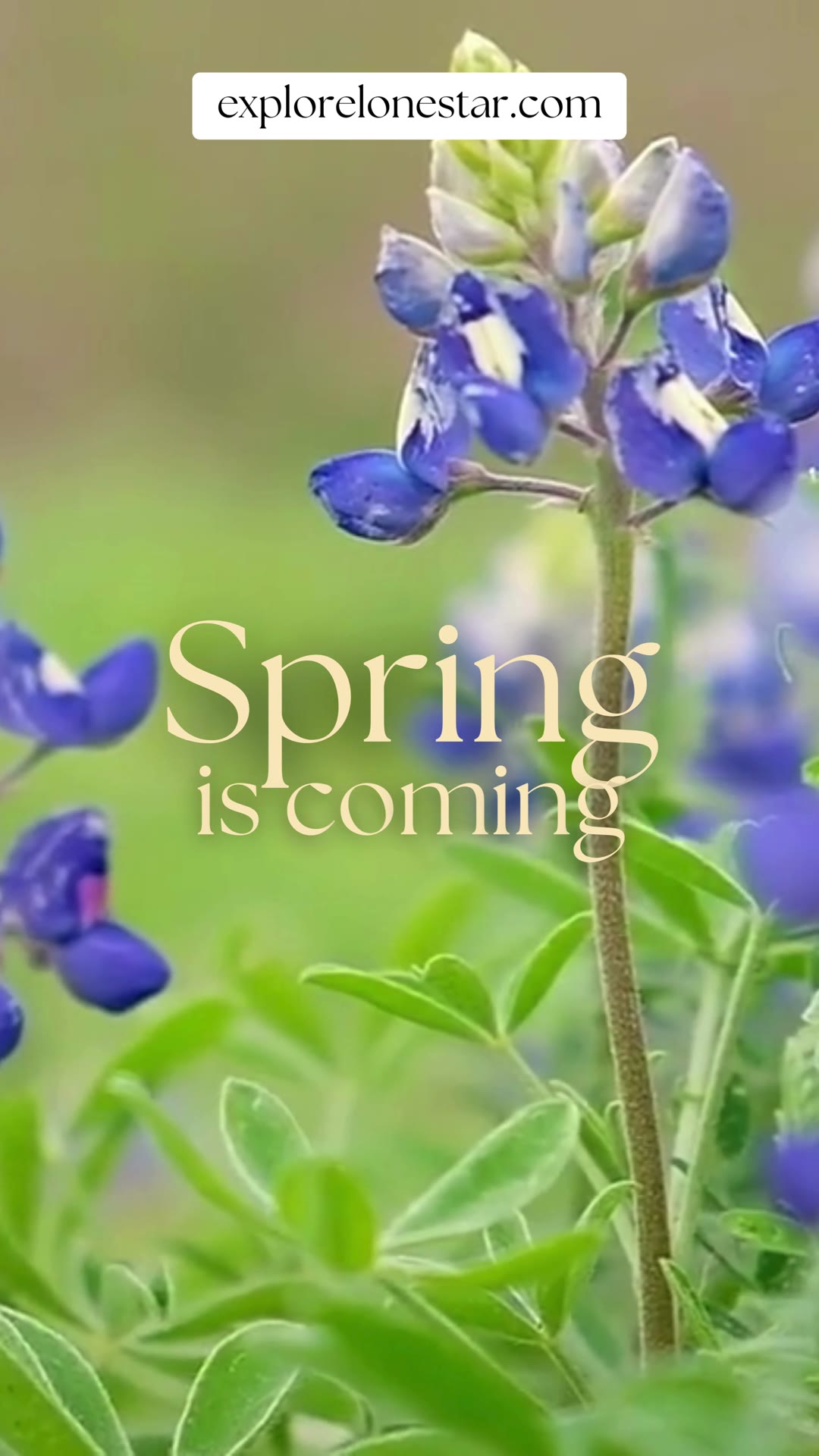 Video thumbnail for Spring is Coming Explore Lone Star