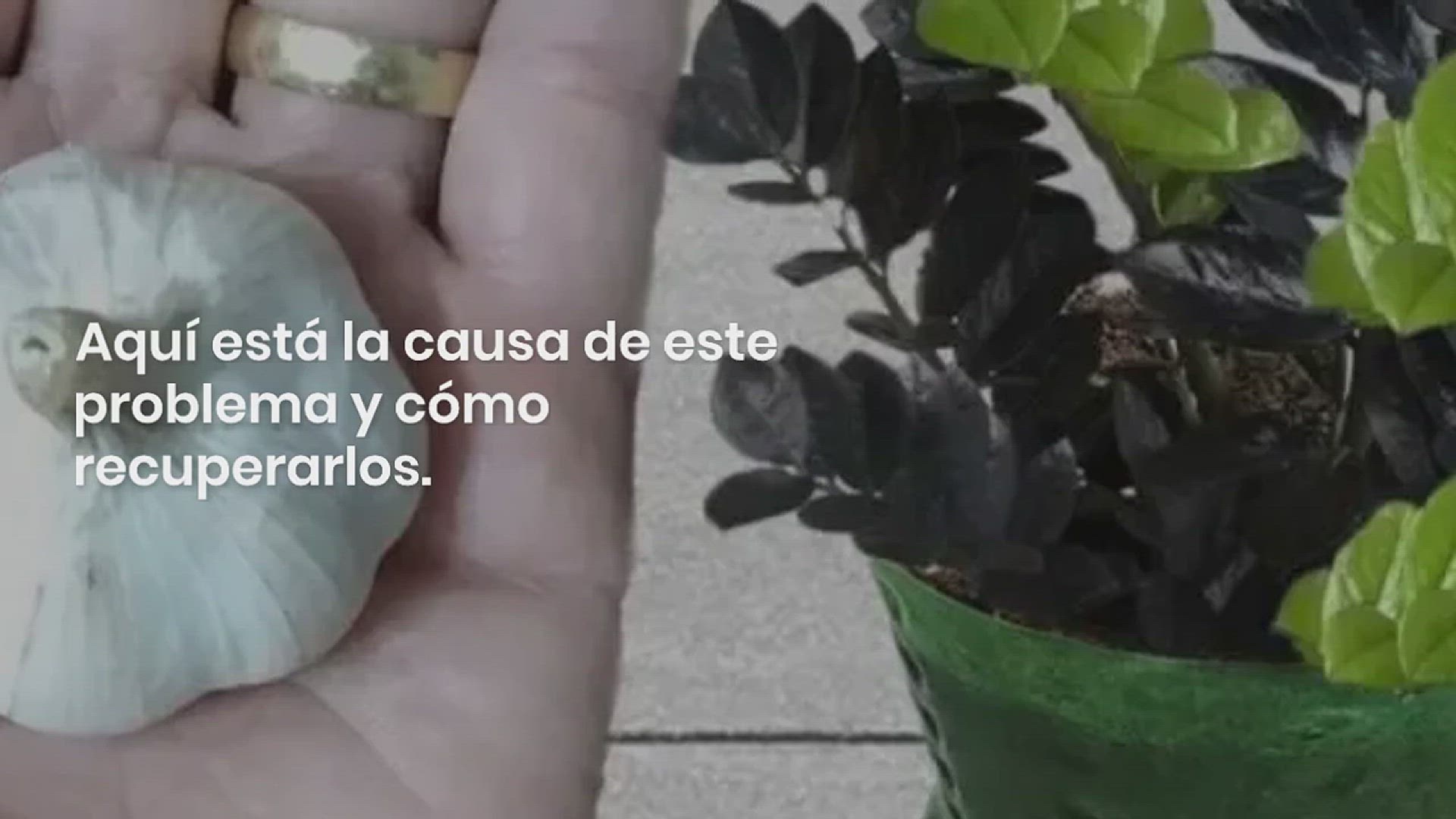 Video thumbnail for ¿Tus hojas de ciclamen se han vuelto amarillas? Aquí está la causa de este problema y cómo recuperarlos: