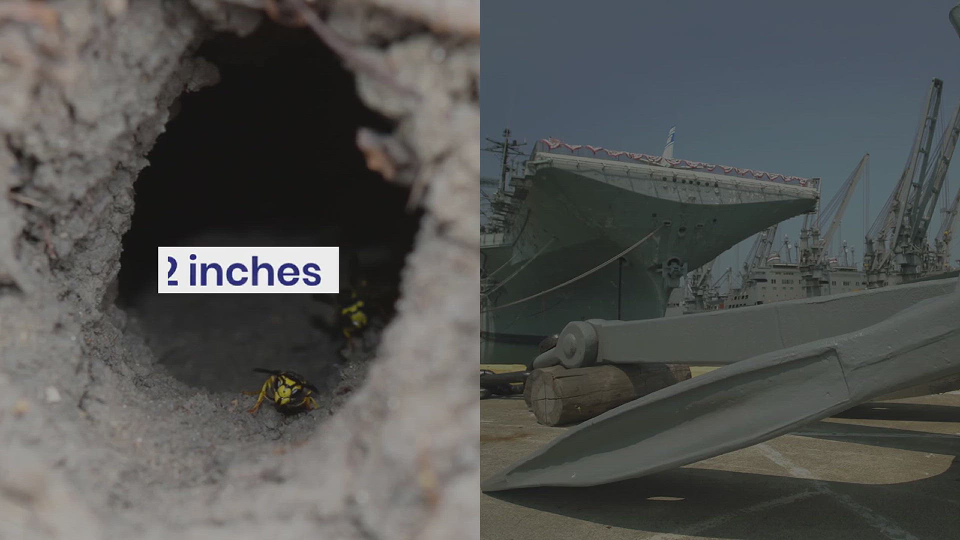 'Video thumbnail for Largest Wasps on the Planet'