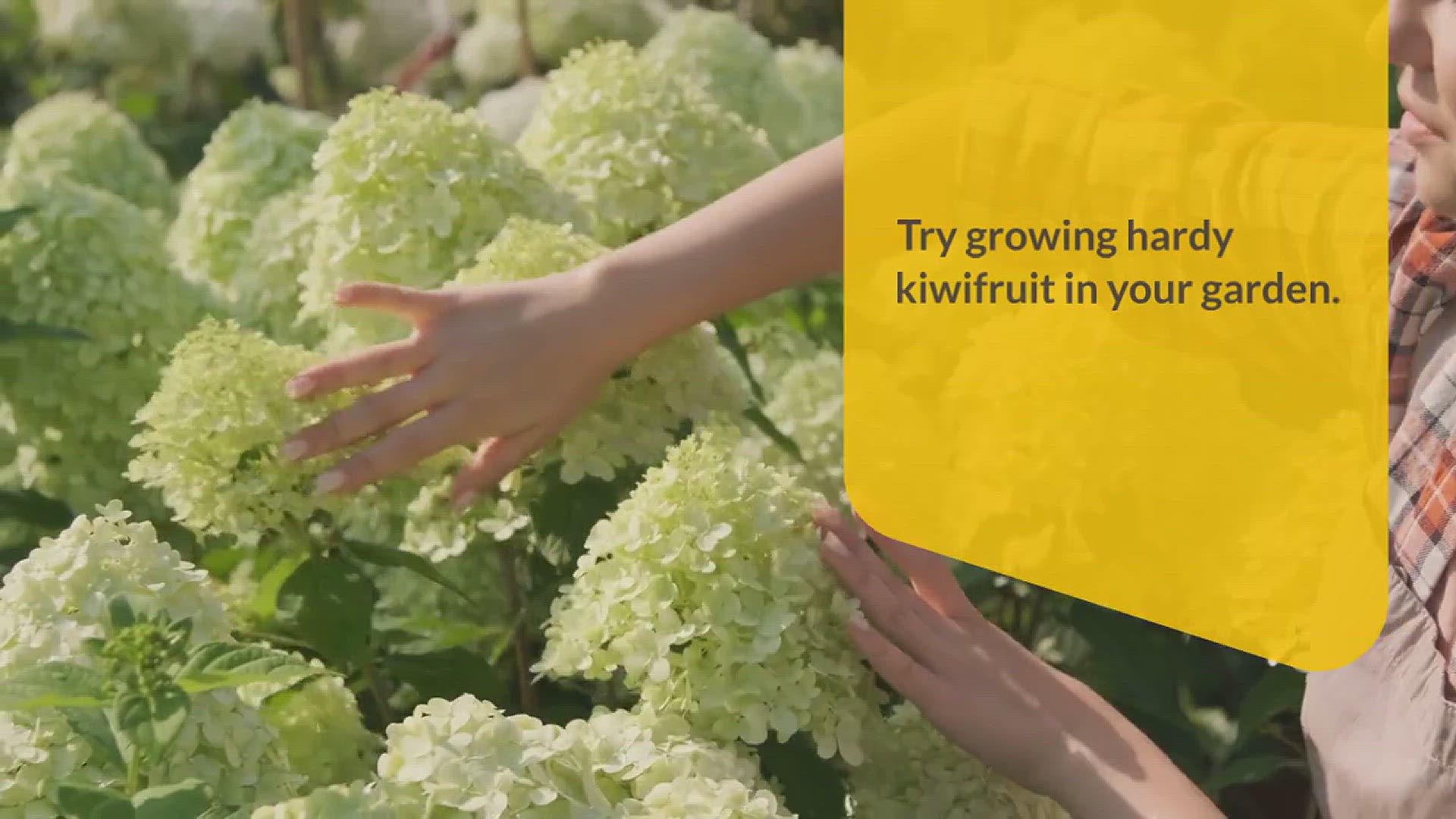 'Video thumbnail for How to Grow Hardy Kiwifruit Successfully'
