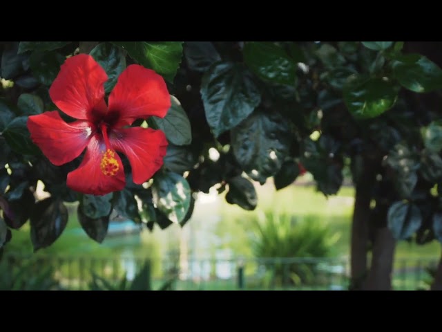 Video thumbnail for 𝐉𝐚𝐬𝐰𝐚𝐧𝐝 𝐟𝐥𝐨𝐰𝐞𝐫 | 𝐒𝐡𝐨𝐫𝐭𝐕𝐢𝐝𝐞𝐨