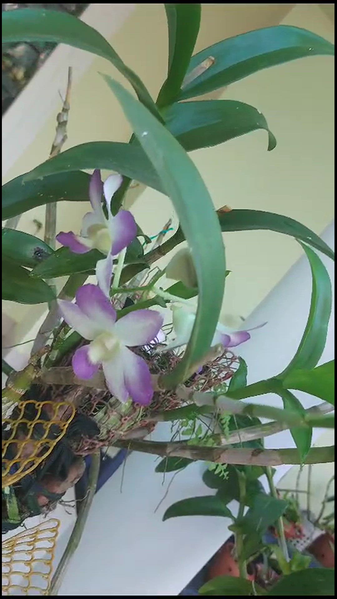 Video thumbnail for WhatsApp Video 2024-02-03 at 09.00.35_485bad5a