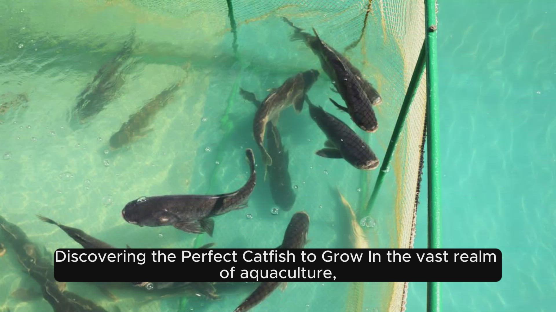 'Video thumbnail for Fishing for Success: Discovering the Perfect Catfish to Grow'