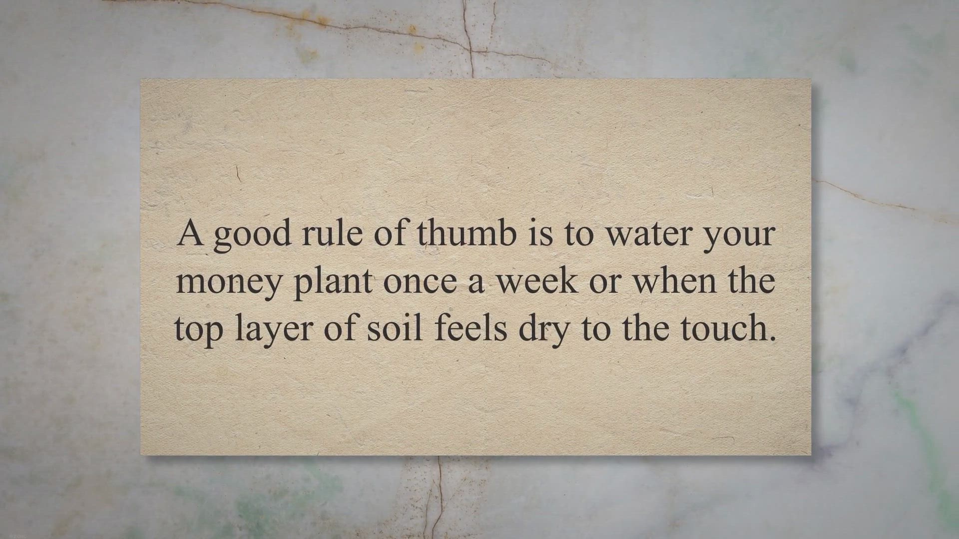 Video thumbnail for How Much Water Money Plant Needs