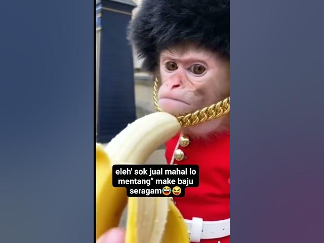 Video thumbnail for professional #monkey #funnyvideo