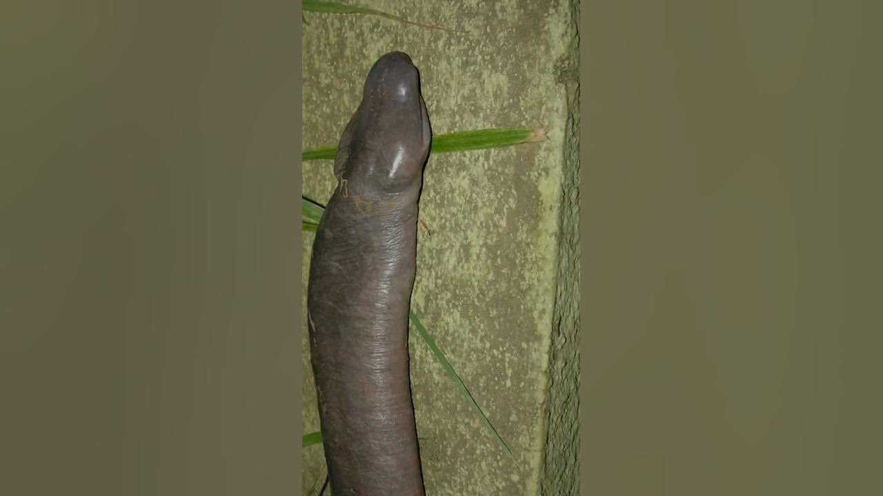 Video thumbnail for penis snake.. #shorts #animals #shortsvideo