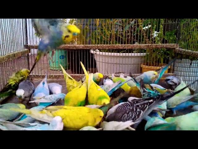 Video thumbnail for インコってこんなに賢いの！？驚きのリアクション集😲