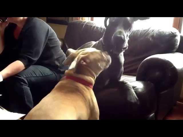 Video thumbnail for Sonny and Bailey