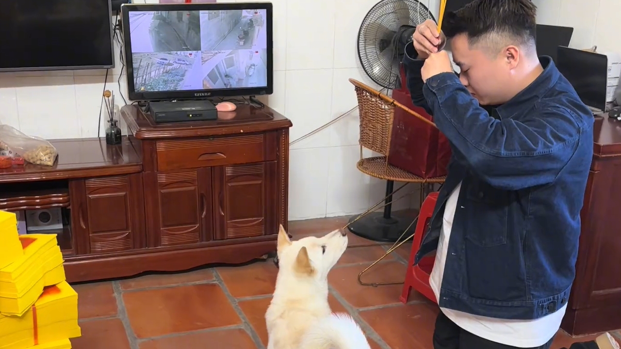 Video thumbnail for Dog Watches Owner Perform Ceremonial Gesture in Guangdong