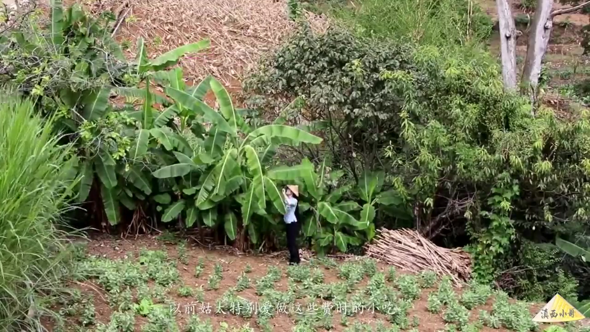 Video thumbnail for 麦芽茶也叫糖渣,是一道健脾开胃的云南特色小食【滇西小哥】 (720p 25fps)