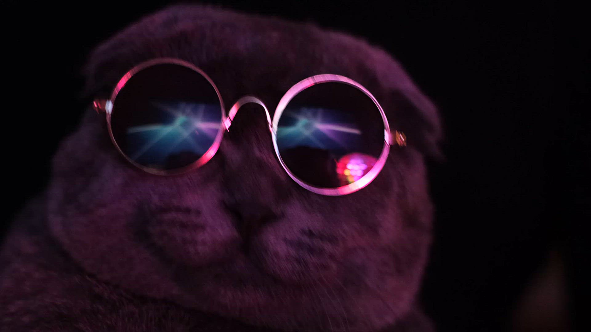 Video thumbnail for mixkit-cute-gray-cat-with-dark-glasses-dancing-49057-hd-ready