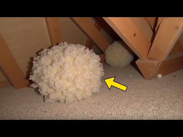 Video thumbnail for Man Thought It Was Just Insulation — Then An Expert Discovers This