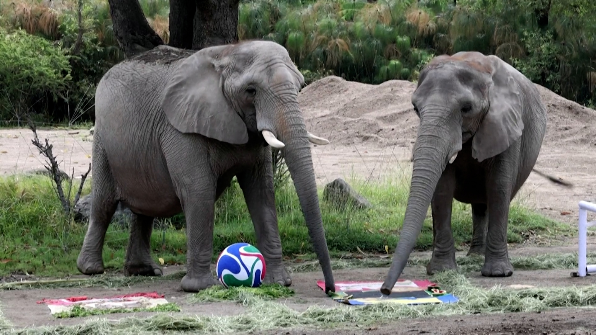 Video thumbnail for Mexico zoo animals predict World Cup winners