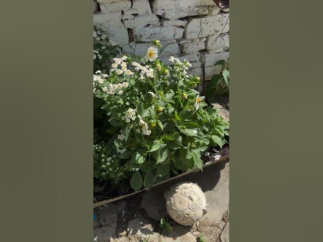 Video thumbnail for Alma Cupi ne Maleshove