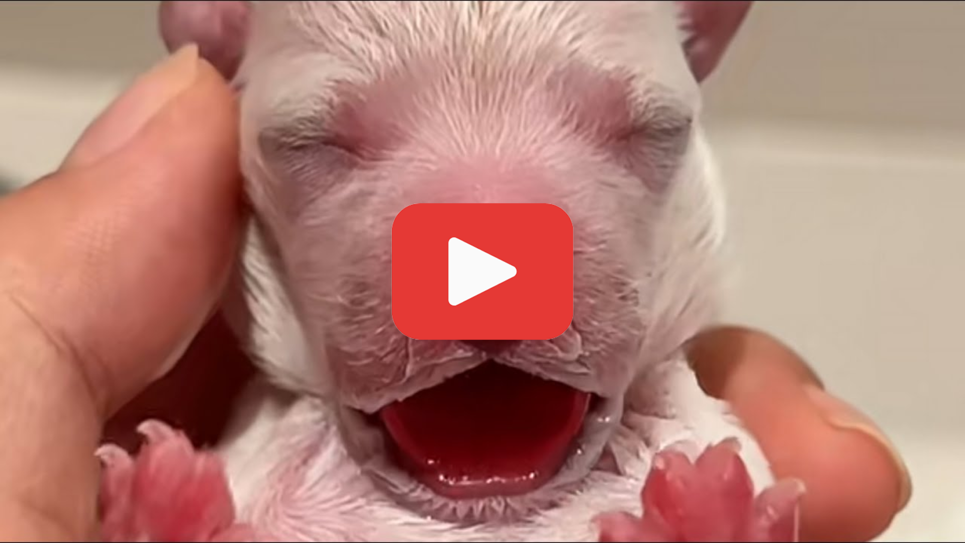Video thumbnail for A Trash Can Puppy Rescue Led to a Health Nightmare