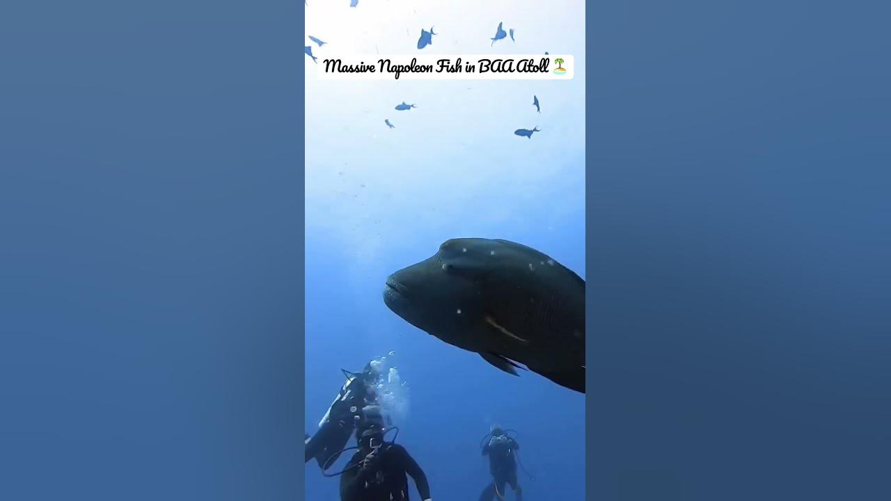 Video thumbnail for Massive Napoleon Fish in Maldives’BAA Atoll 🏝️