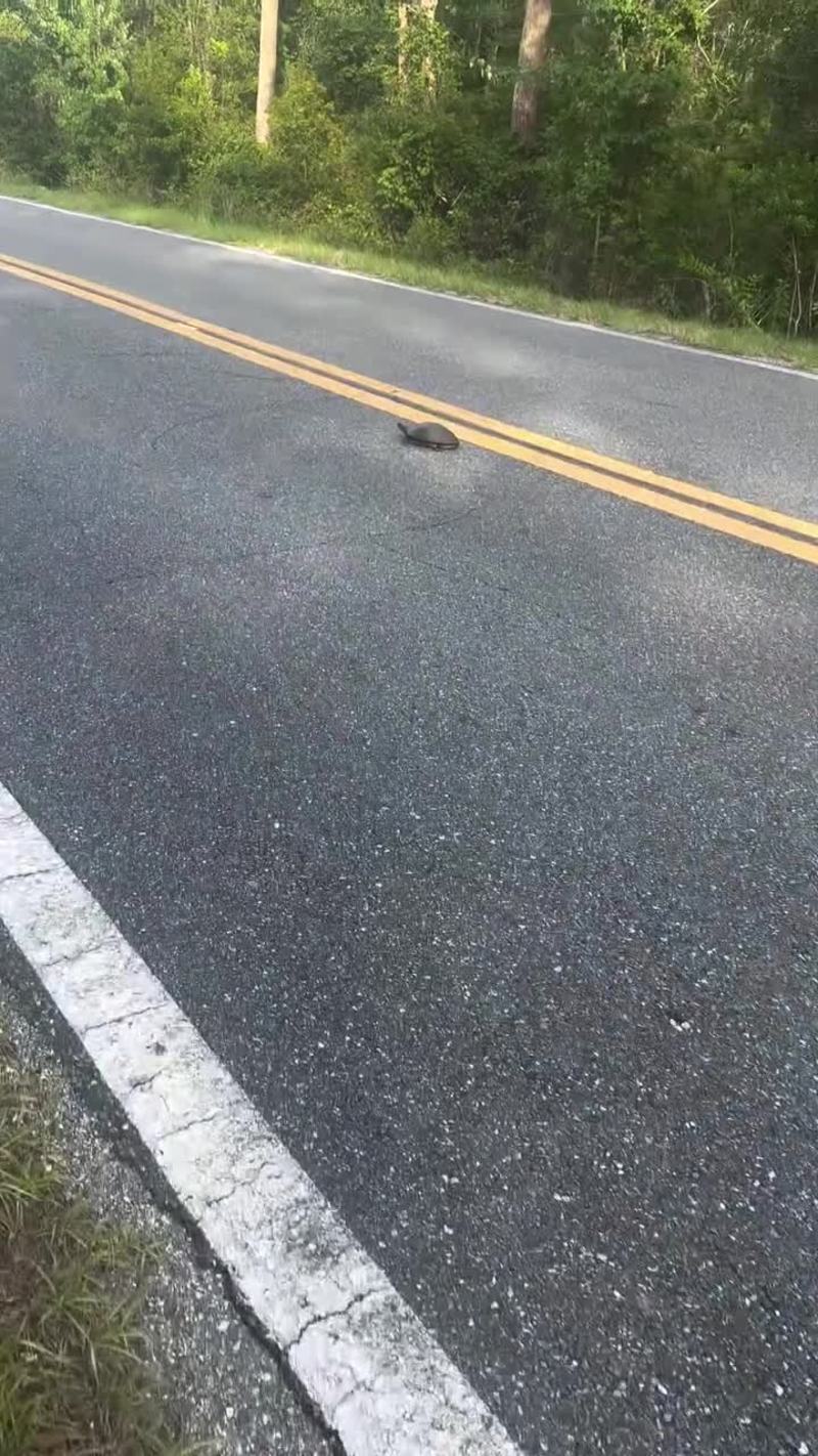 Video thumbnail for Quick Thinking Saves a Turtle on the Highway