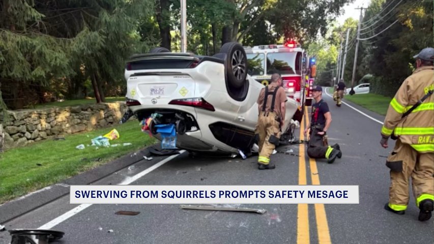 Video thumbnail for Squirrel-involved rollover crash prompts public safety message: 'Never swerve to avoid a small animal'