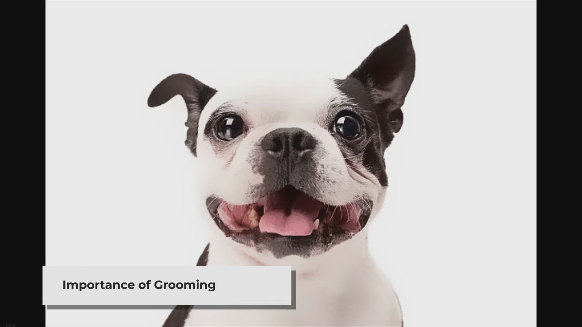 Video thumbnail for Untangle the Knots: Dog Grooming Tools That Work Wonders