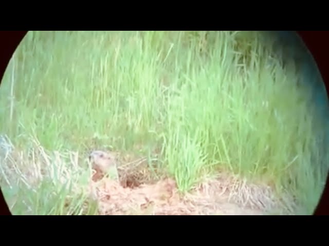 Video thumbnail for 300 PRC meets woodchuck