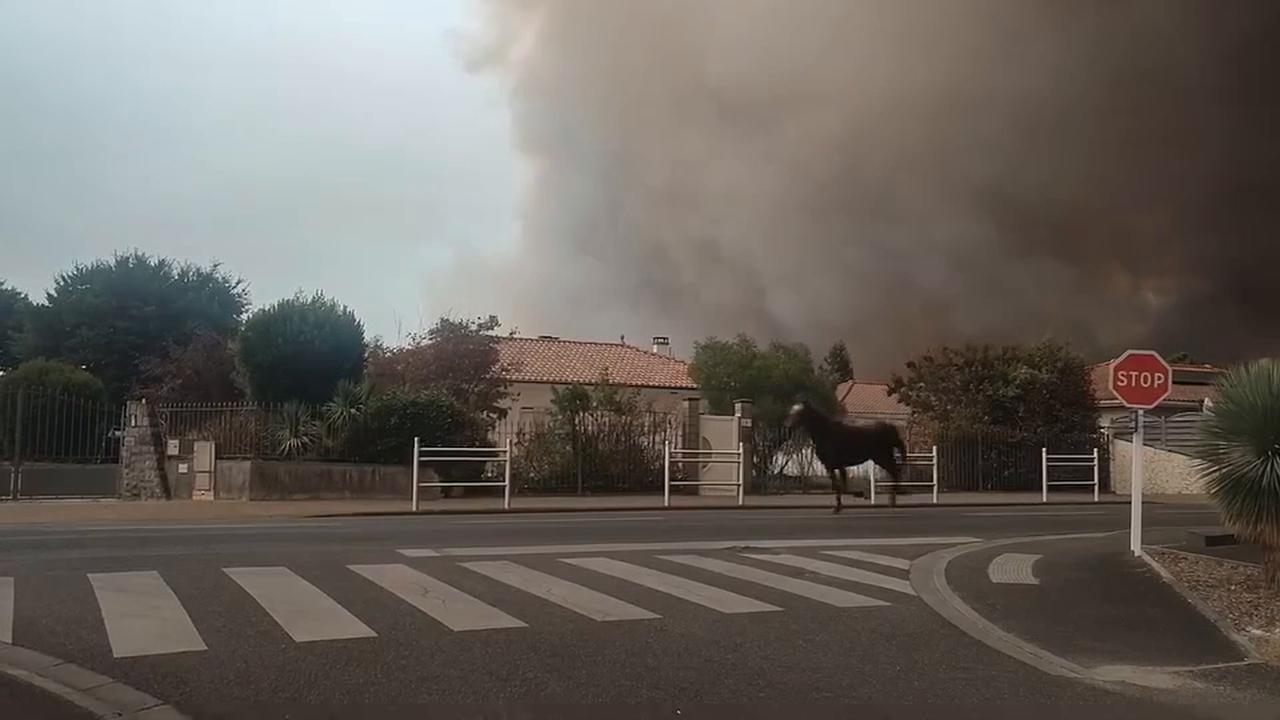 Video thumbnail for France: Horses Dash Through Biscarrosse Streets Amid Wildfire.