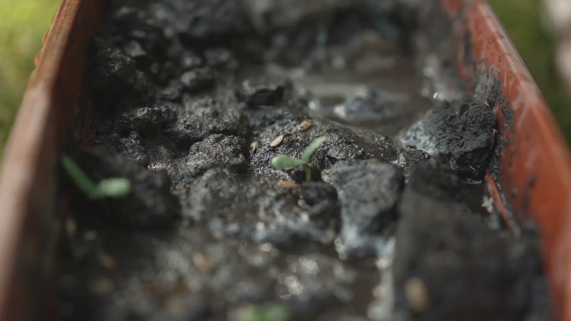 'Video thumbnail for How to Grow Eucalyptus in Your Garden'