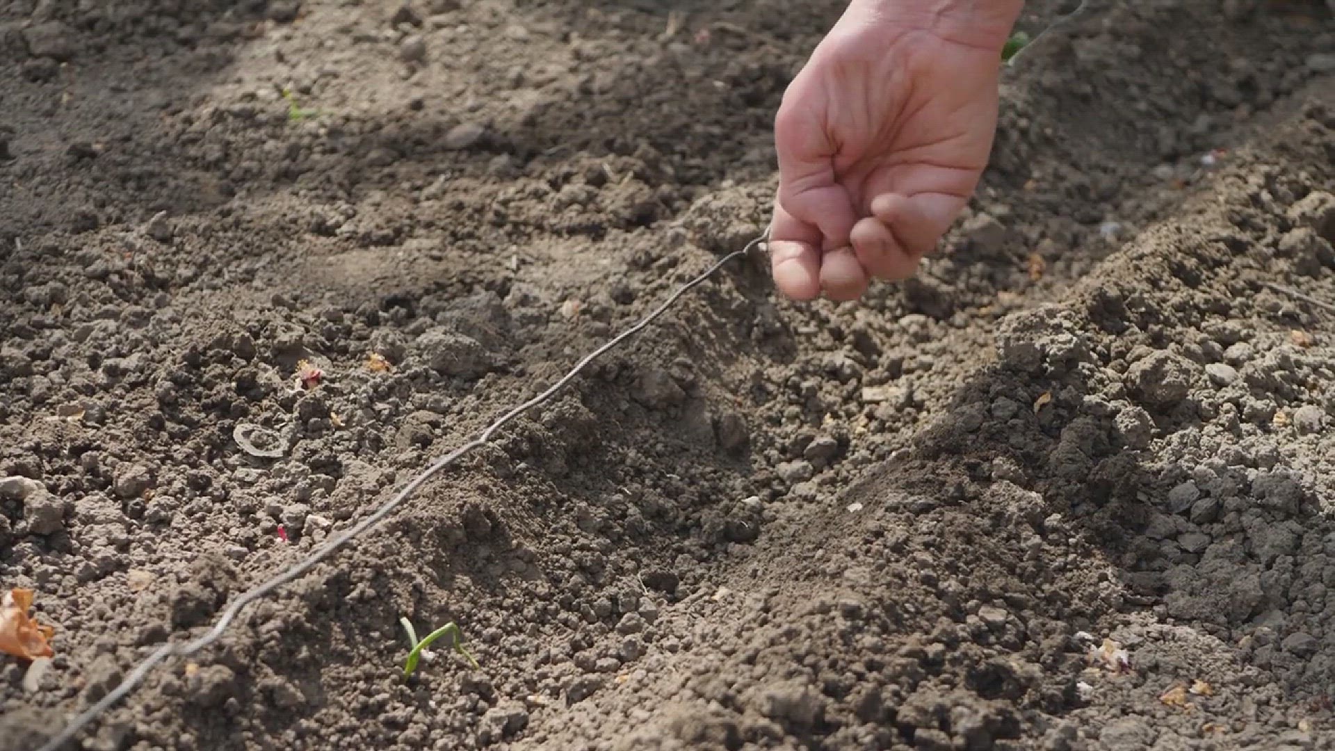 'Video thumbnail for How to Plant Grow and Harvest Cucumbers'