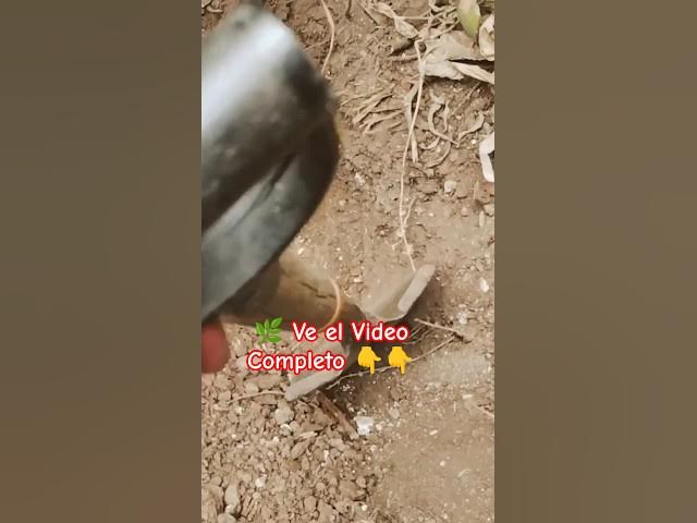 Video thumbnail for JUST DO IT😎 🌿 Tutorial Árboles.🫣😅🔥#plakarq #tutorial #plantas #garden